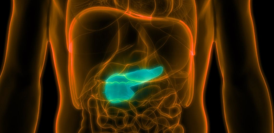 A graphic showing where your pancreas is located.