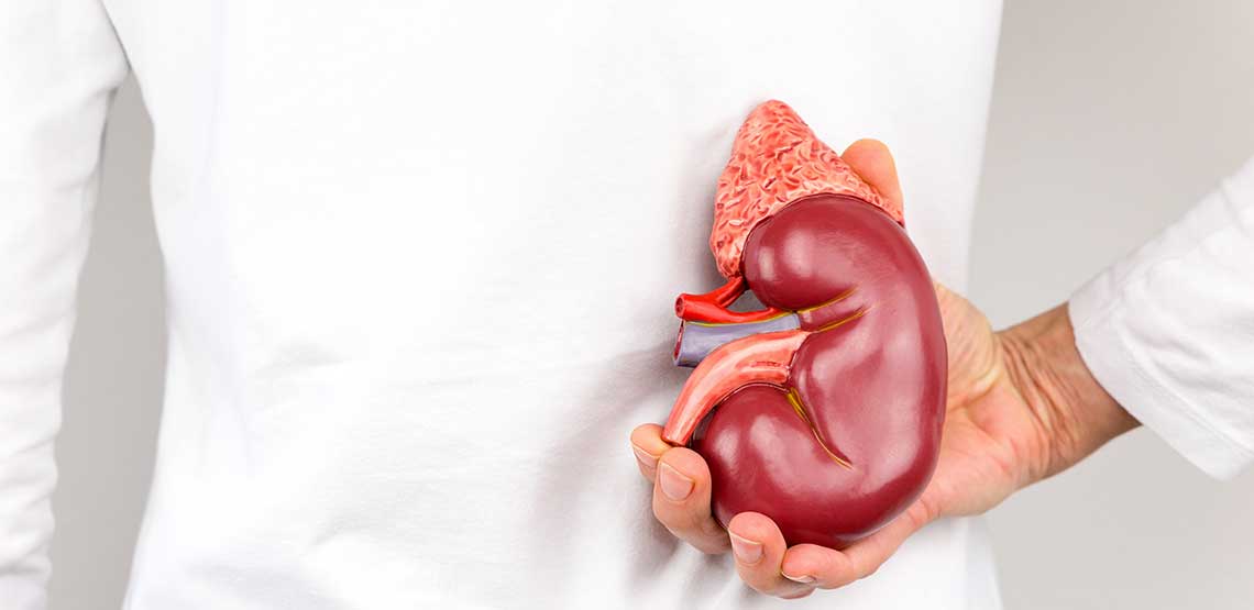 a graphic depicting the location of the kidneys and kidney cancer